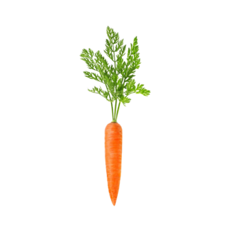 Carrot Vegetable