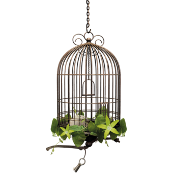 Parrot Cage